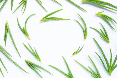 Aloe Vera sağlık için popüler bir şifalı bitki.