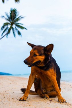 Sahilde dinlenen mutlu köpek.