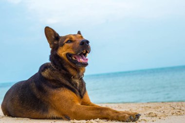 Sahilde dinlenen mutlu köpek.