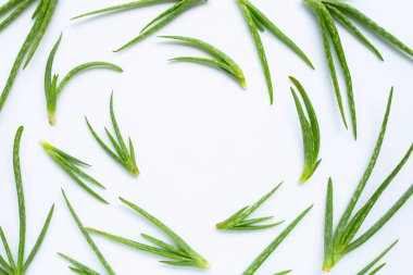 Aloe Vera sağlık için popüler bir şifalı bitki.
