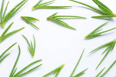 Çerçeve aloe vera bitki beyaz 