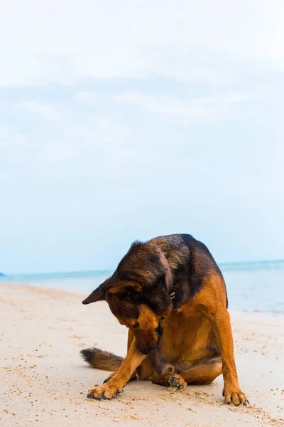 一只狗坐在海滩上。悲伤的概念 — 图库照片
