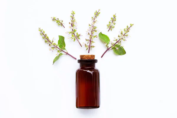 Święty bazylia olejek Eterowy z liści bazylii Świętej i kwiat na wh — Zdjęcie stockowe