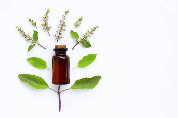 Santo aceite esencial de albahaca con hojas de albahaca sagrada y flor en wh — Foto de Stock
