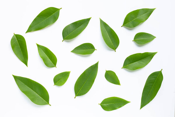 Green leaves  on white background. 