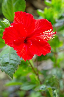 Kırmızı hibiscus çiçek tam Bloom.