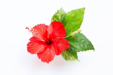 Güzel kırmızı amber çiçeği bembeyaz açtı. 