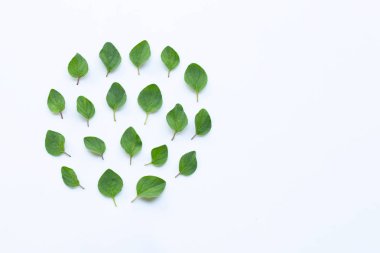 Taze kekik yaprakları beyaz 