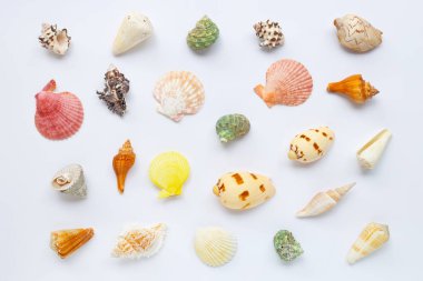 Beyaz üzerine egzotik deniz kabukları kompozisyonu