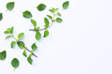 Beyaz arkaplanda taze kekik otu.