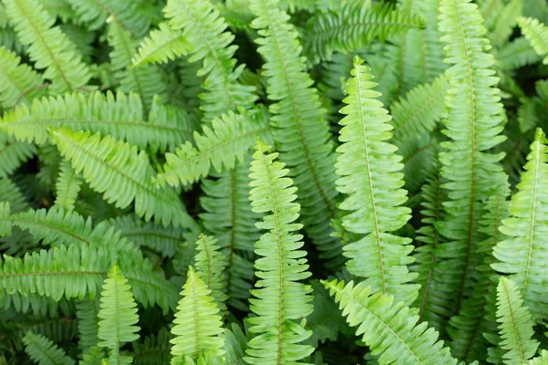 Fondo de textura de hoja verde. Helecho de Espada — Foto de Stock