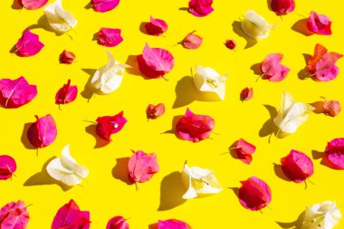 Sarı backgroun üzerinde güzel kırmızı ve beyaz begonviller çiçek