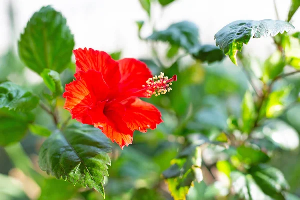 Flor Hibisco Vermelho em plena floração . — Fotografia de Stock