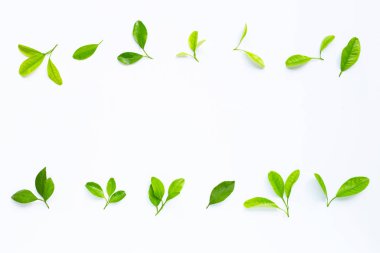 Çerçeve beyaz yeşil narenciye yapraklarından yapılmış