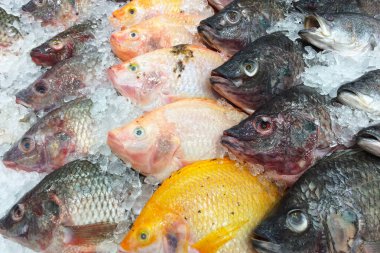 Buz rafında taze balık.