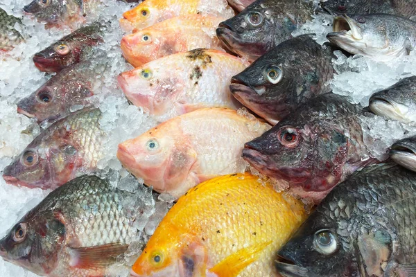 Buz rafında taze balık.