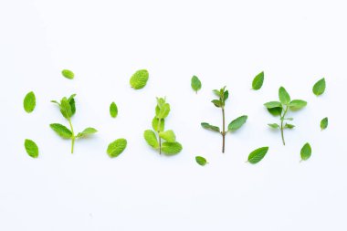 Beyaz nane farklı türleri