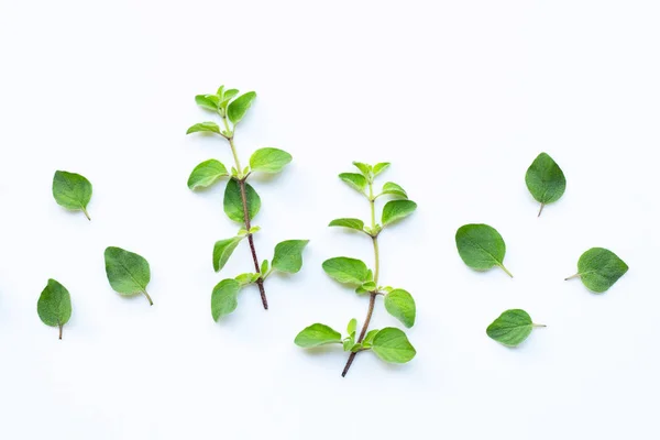 Frischer Oregano auf weißem Hintergrund. — Stockfoto