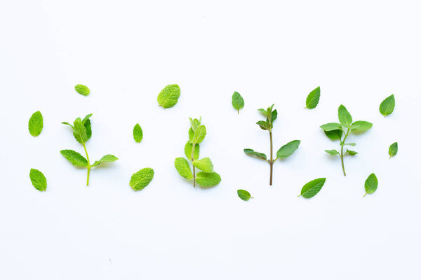 Different types of mint on white