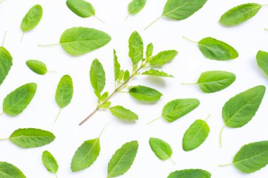 Beyaz taze kutsal fesleğen yaprağı