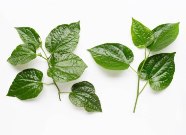 Piper sarmentosum veya Wildbetal yaprak çalı beyaz 