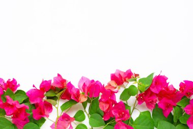 Beyaz arka plan üzerinde güzel kırmızı begonviller çiçek. 