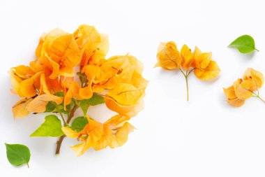 Beyaz yaprakları ile güzel turuncu begonviller çiçek 