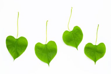 Yeşil yaprakları kalp beyaz şeklinde.