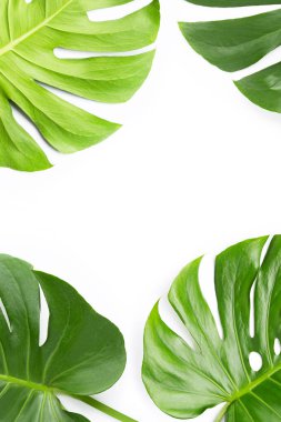 Monstera bitki beyaz yaprakları