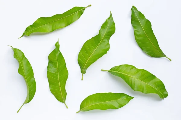 Mangoblätter Auf Weißem Hintergrund Ansicht Von Oben — Stockfoto