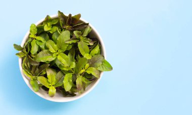 Mavi arka planda beyaz kâsede taze fesleğen yaprakları. Boşluğu kopyala