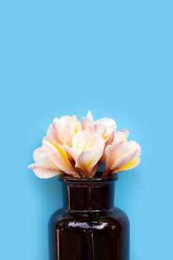 Plumeria ya da Frangipani çiçeği. Mavi arka planda gerekli yağ şişesi. Üst görünüm