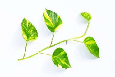 Altın tutamlar ya da beyaz arkaplanda şeytan sarmaşığı yaprağı.