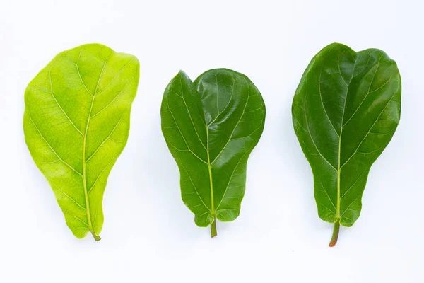 Ficus Lyrat Blätter Auf Weißem Hintergrund — Stockfoto