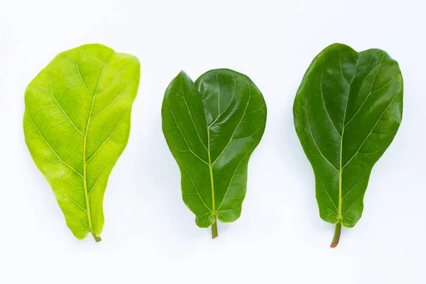 Ficus lyrate yaprakları beyaz arkaplanda.