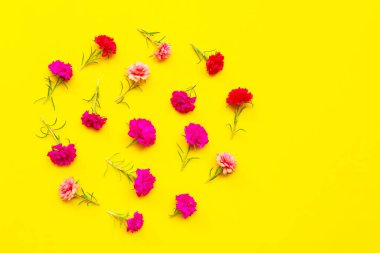 Sarı arka planda yosun gülü. Üst görünüm