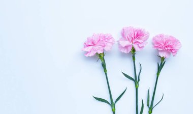 Beyaz arka planda karanfil çiçeği. Üst görünüm