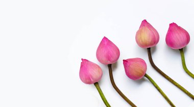 Beyaz arka planda pembe nilüfer çiçeği. Üst görünüm