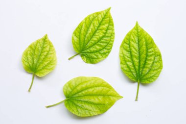 Beyaz arka planda Piper sarmentosum ya da Wildbetal yaprak. 