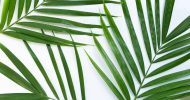 Beyaz arka planda tropik palmiye yaprakları. Boşluğu kopyala