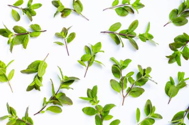 Beyaz arka planda taze fesleğen yaprakları. Üst görünüm
