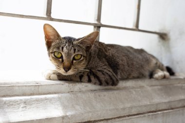 Beton duvarda gri bir kedi.