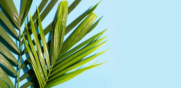 Тропические Пальмовые Листья Голубом Фоне Копирование Пространства — стоковое фото