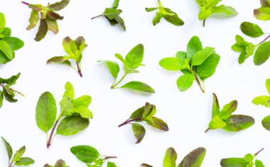 Beyaz arka planda kutsal fesleğen yaprakları. Üst görünüm