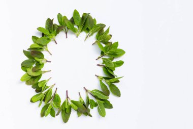 Beyaz arka planda kutsal fesleğen yapraklarından yapılmış daire çerçeve. Boşluğu kopyala