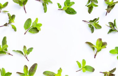 Beyaz arka planda kutsal fesleğen yapraklarından yapılmış çerçeve. Üst görünüm