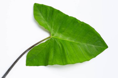 Beyaz arkaplanda yeşil taro yaprakları izole.