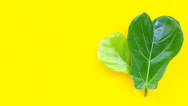 Ficus lyrate yaprakları sarı arkaplanda. Boşluğu kopyala