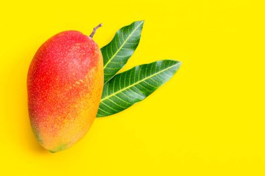 Tropik meyve, sarı arka planda mango. Üst görünüm