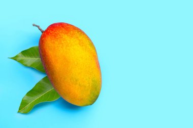 Tropik meyve, mavi arka planda mango. Üst görünüm